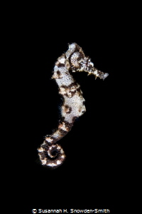 This seahorse was clinging to sealife as I prepared to ph... by Susannah H. Snowden-Smith 